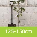 Quercus Ilex Holm Oak 125-150cm